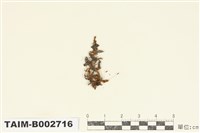 藏品(仙鶴苔屬)的圖片